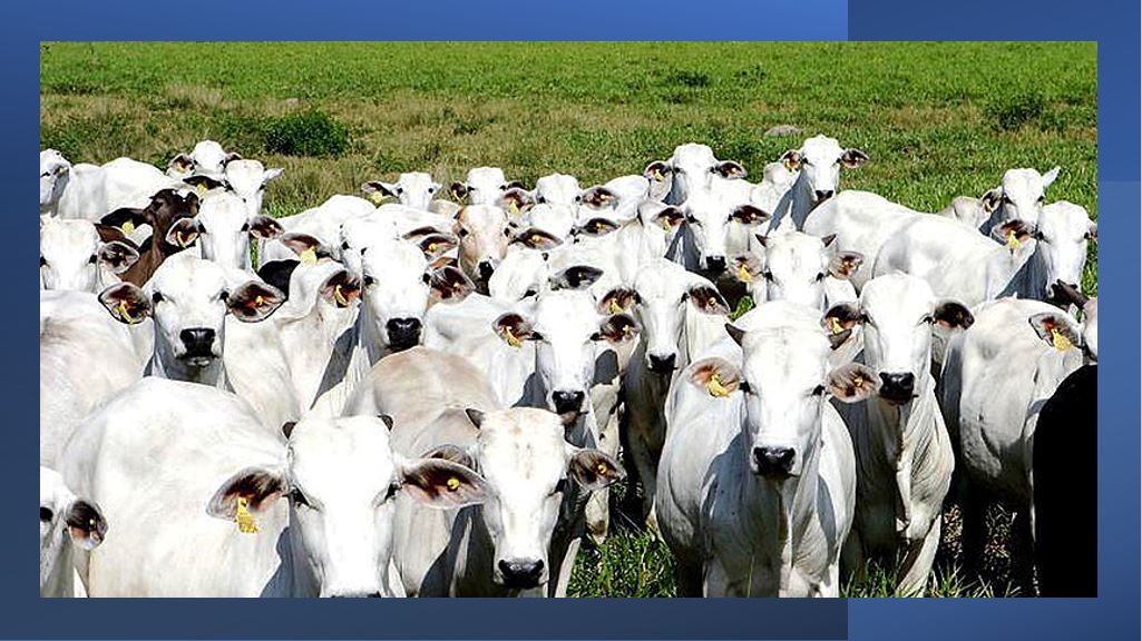 Bovitrato gerencia nutrição de todo ciclo de vida do gado com GeneXus