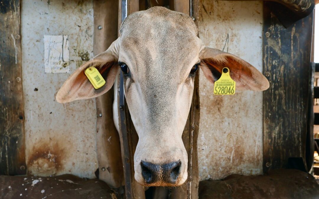 O futuro da pecuária: está na Orelha iBOI lança novo brinco IoT com tecnologia Qualcomm