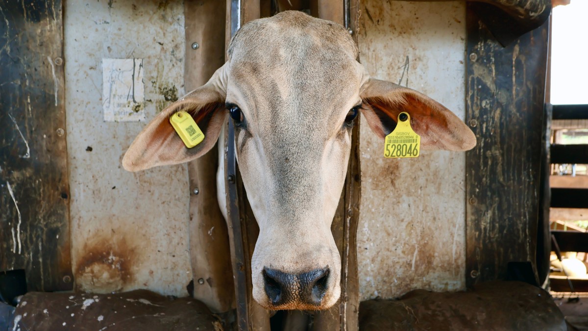 O futuro da pecuária: está na Orelha iBOI lança novo brinco IoT com tecnologia Qualcomm